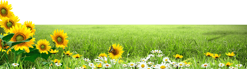 Bãi cỏ, hoa, grass 3