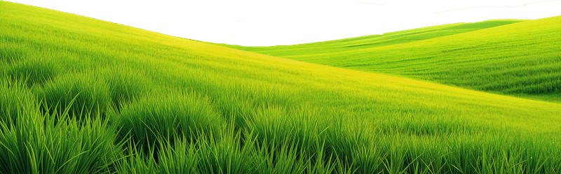 Bãi cỏ, hoa, grass 2