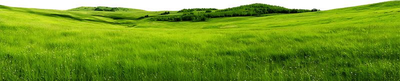 Bãi cỏ, hoa, grass 6