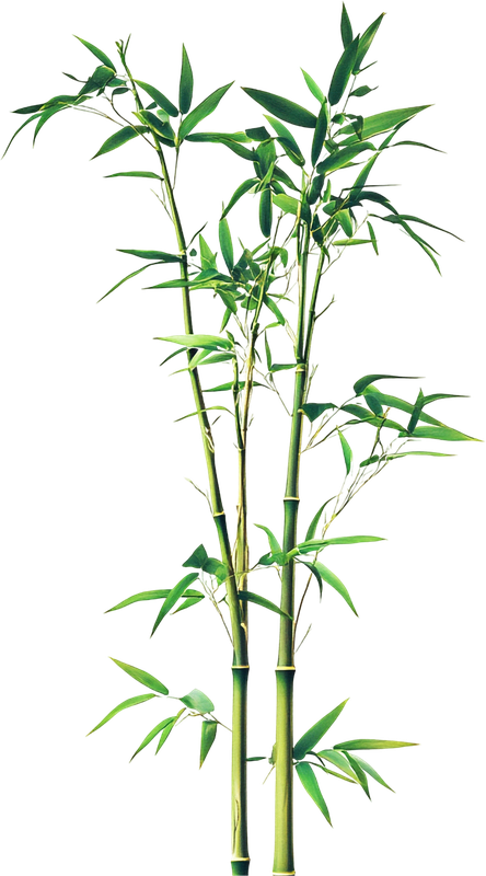 Cây tre, bamboo 3