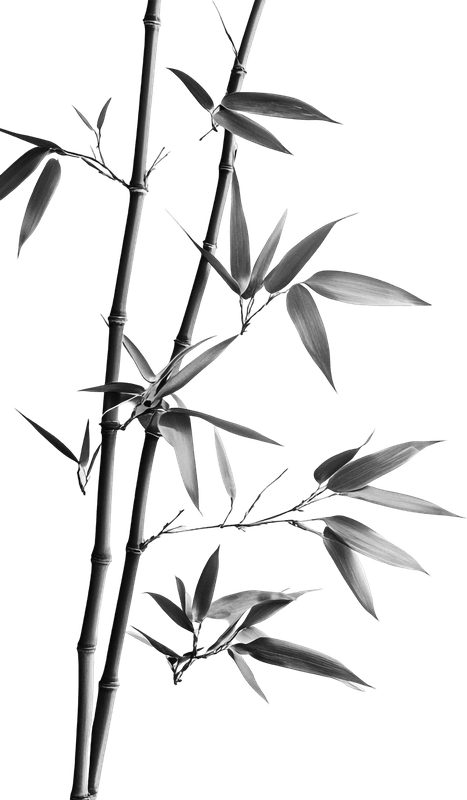 Cây tre, bamboo 2