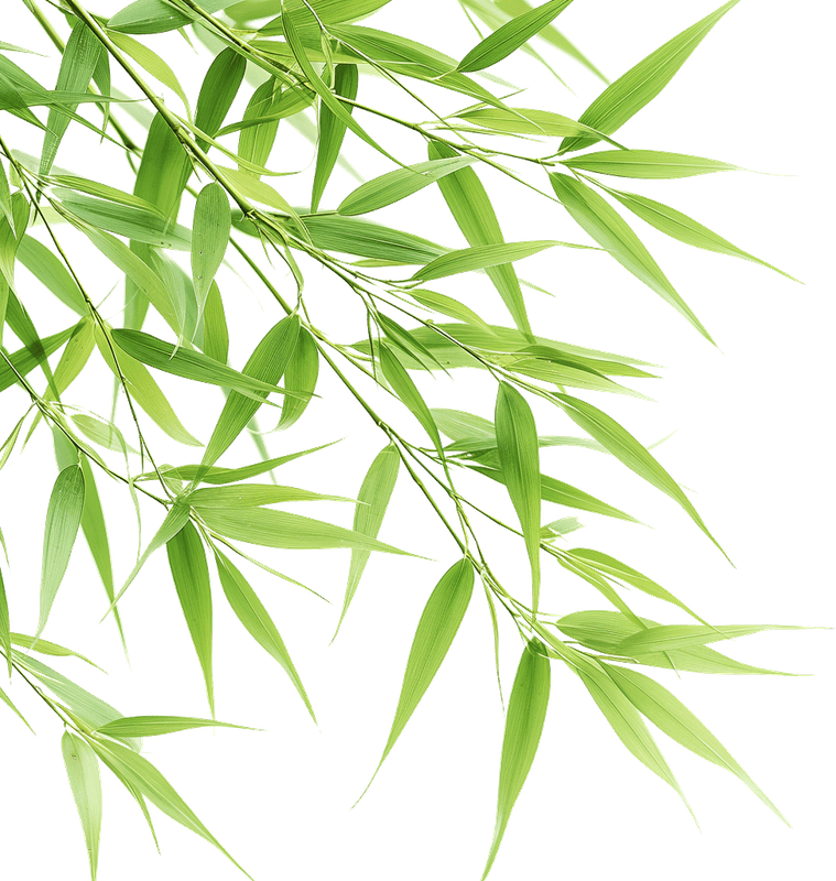Cây tre, bamboo 1