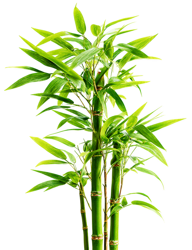 Cây tre, bamboo