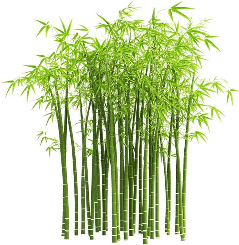 Cây tre, bamboo 4