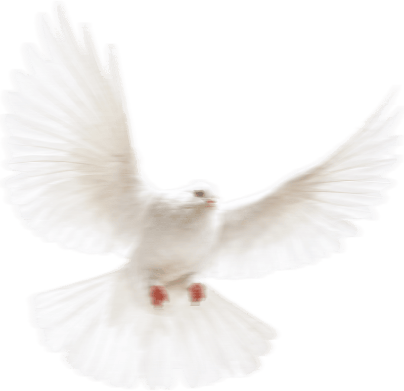 Chim bồ câu, bird 1
