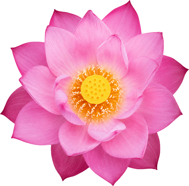 Hoa sen, bông hoa