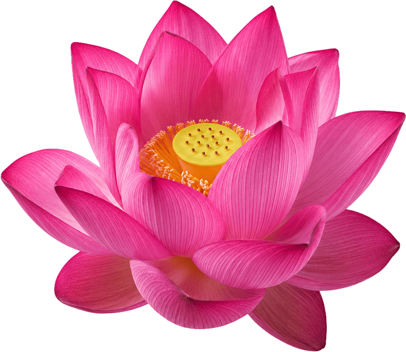 Hoa sen, bông hoa 1