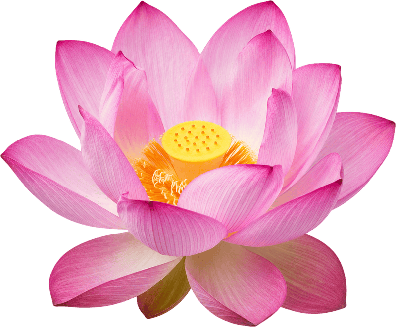 Hoa sen, bông hoa 5