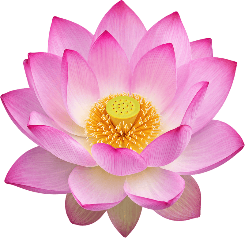 Hoa sen, bông hoa 6