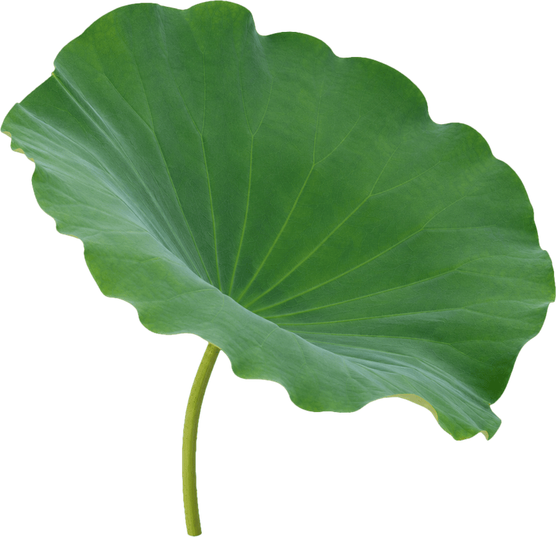 Lá sen, lá xanh 7