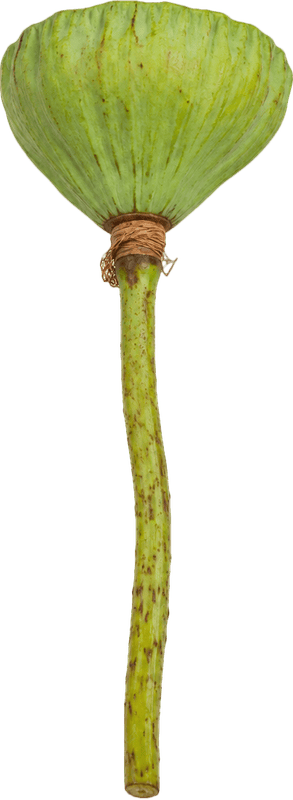 Đài sen, hạt sen 5