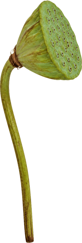 Đài sen, hạt sen 6