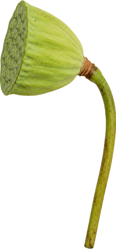 Đài sen, hạt sen 8