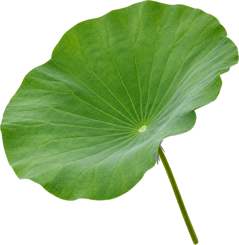Lá sen, lá xanh 3