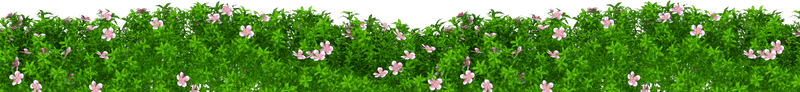 Hoa, vườn hoa 10