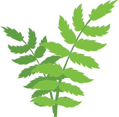lá, lá màu xanh, leaf, F&B, giáo dục, beauty 4