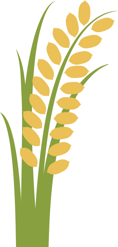 rice, gạo, thực phẩm