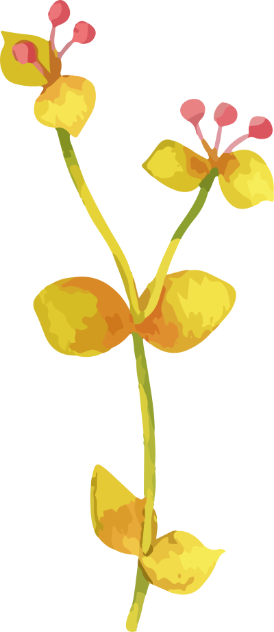 brush, màu nước, watercolor,abstract, hoa lá, flower 4