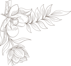 flower,flower line,flower line art, hoa lá 2