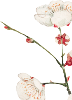 flower, hoa lá, màu nước, watercolor