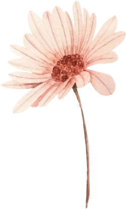 hoa cúc, chrysanthemum, watercolor, flower, wedding 2