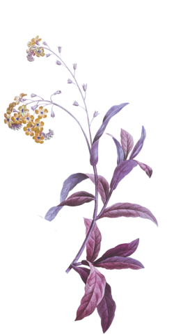 Watercolor, purple, màu nước, flower, hoa, màu tím