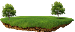 cây, tree