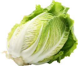 rau, rau củ, vegetable, thực phẩm, bắp cải, cải thảo