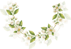 Flower, watercolor, hoa nhài, jasmine, lá, green, hoa lá