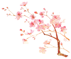 flower, hoa lá, màu nước, watercolor, hoa đào, peach blossom
