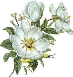 Flower, watercolor, hoa lá, green, thiên nhiên