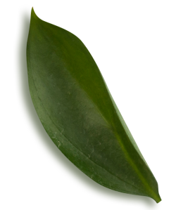 lá, leaf, green, lá xanh 2