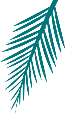 lá, lá dừa, coconut, leaf 3