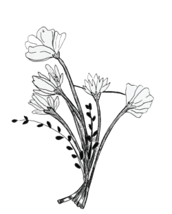 hoa, flower, hoa màu đen, line, flower, wedding, beauty