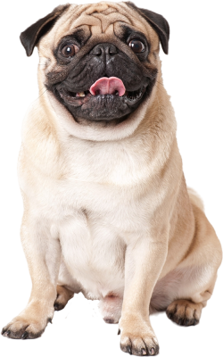 dog, chó, thú cưng, pet