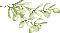 oliu, quả olive