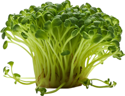 rau, rau củ, vegetable, thực phẩm, cải mầm