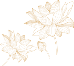 Hoa sen, lotus, golden line, sang trọng, wedding