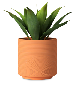 chậu cây, tree, pots, cây, cây cảnh