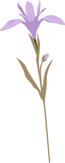 hoa, flower, hoa tím, pupple, wedding, đám cưới