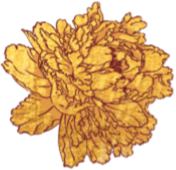 Hoa, flower