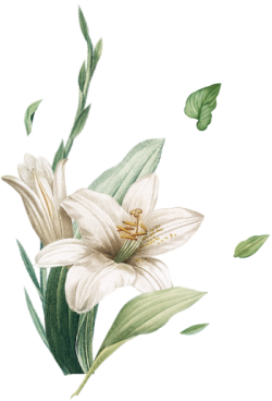 hoa, lá, flower, leaf, hoa lá, màu nước, watercolor, xanh lá