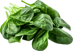 rau, rau củ, vegetable, thực phẩm, rau mồng tơi