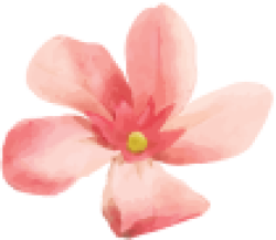 hoa, wild flowers, cute, dễ thương, brithday