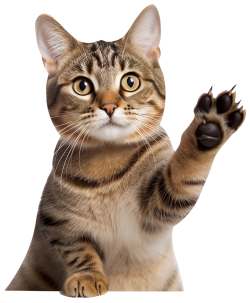 mèo, cat, cún, chó, dog, pet, thú cưng