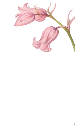 hoa lá, flower, màu nước, watercolor, thiên nhiên, hoa cỏ
