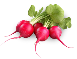 củ dền, beetroot, thực phẩm, nông sản