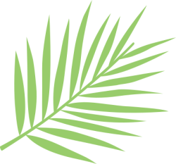 lá, leaf, lá dừa