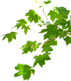 lá, leaf