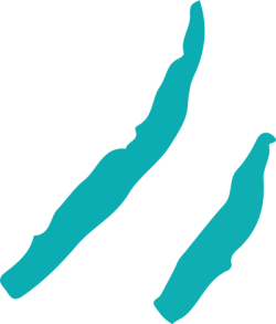 brush, shape, line 1